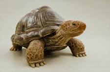 tortoise eating vegetation