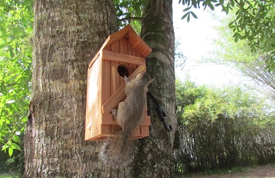 baby squirrel on tree house